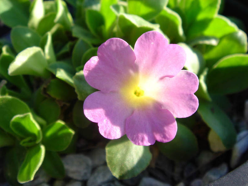 Primula allionii 'Hemswell Blush' photo